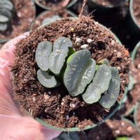 Rare Succulents - Haworthia Maughanii Phoenix