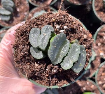 Rare Succulents - Haworthia Maughanii Phoenix