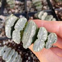 Rare Succulents - Haworthia Maughanii Phoenix