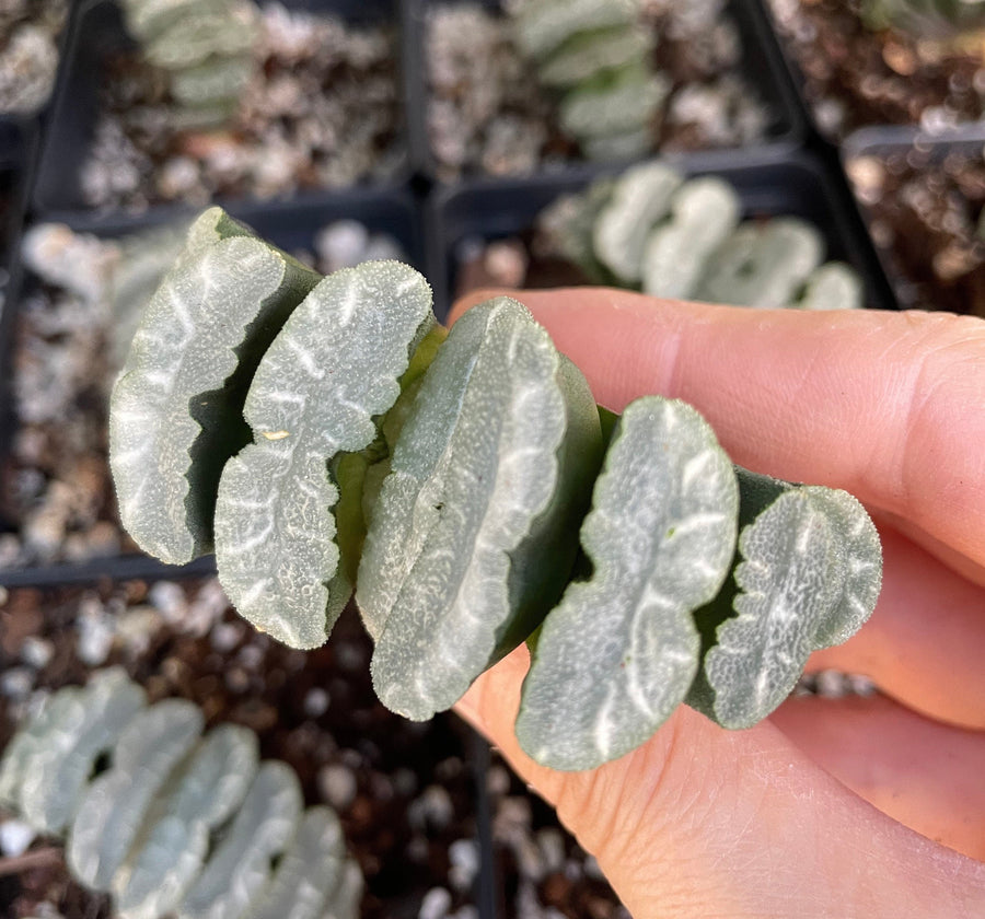 Rare Succulents - Haworthia Maughanii Phoenix