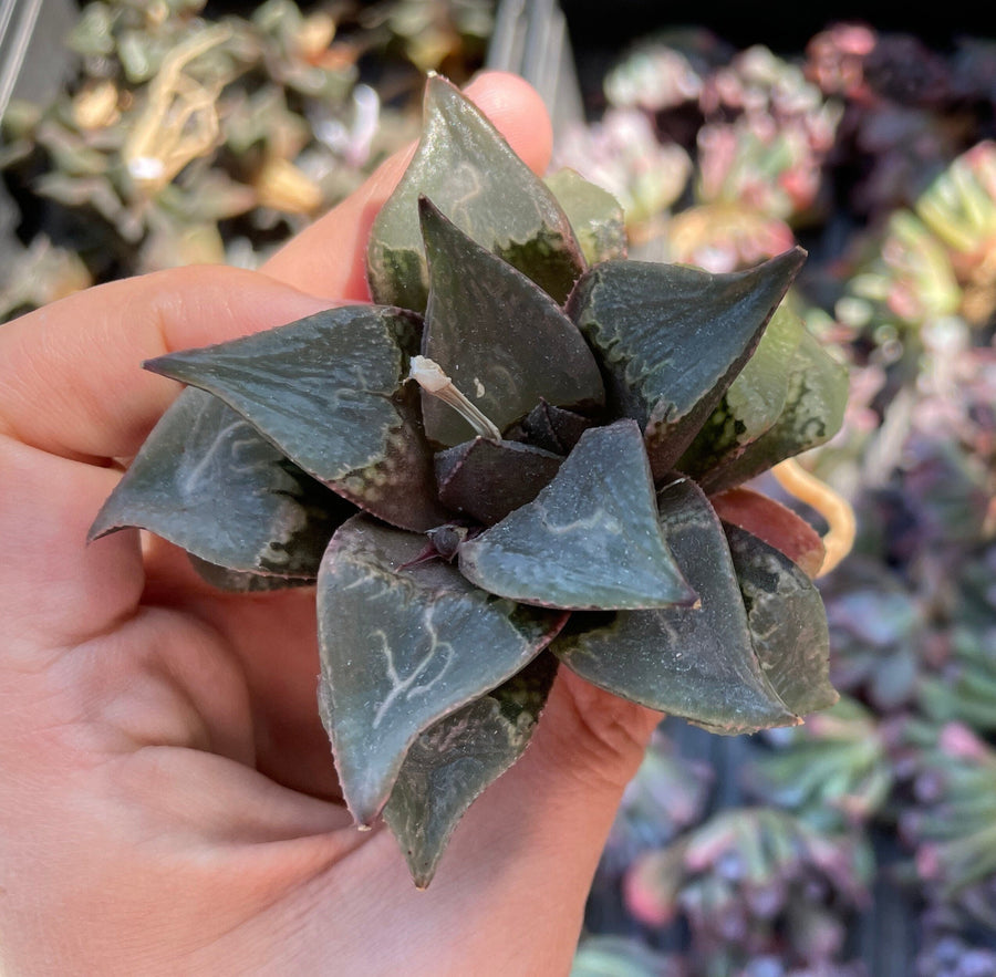 Rare Succulents - Haworthia Shuten Doji B type