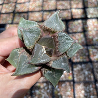 Rare Succulents - Haworthia Shuten Doji B type