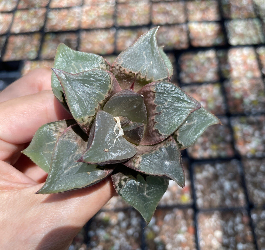 Rare Succulents - Haworthia Shuten Doji B type