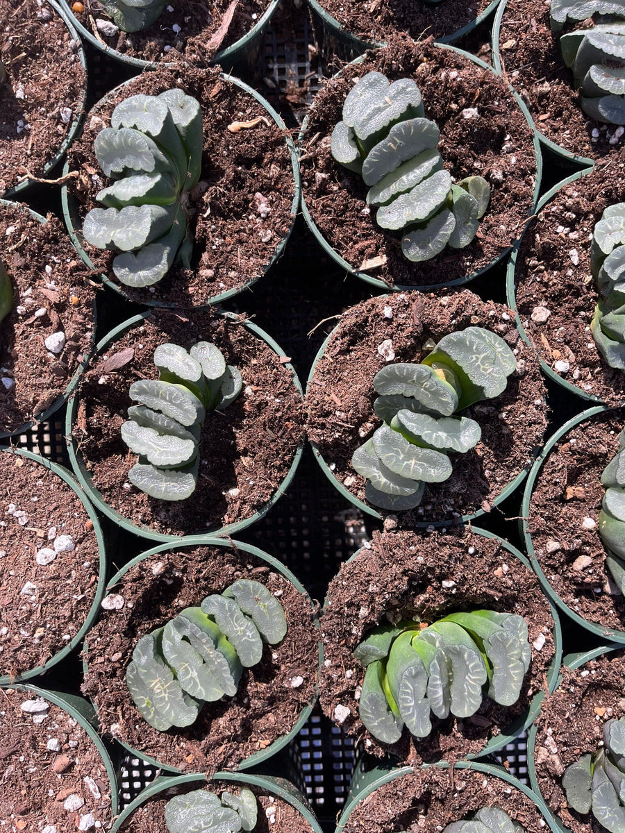 Rare Succulents - Haworthia Maughanii Phoenix