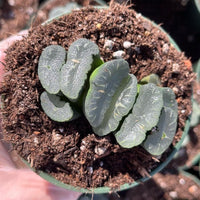 Rare Succulents - Haworthia Maughanii Phoenix