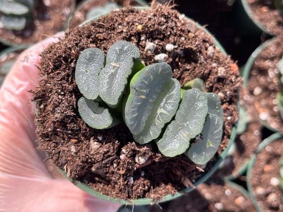 Rare Succulents - Haworthia Maughanii Phoenix