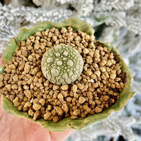 Rare Cactus - Pseudolithos Migiurtinus (0.4”-0.5”)