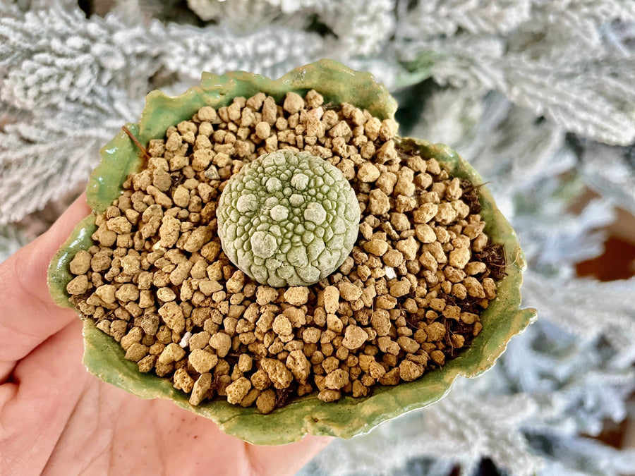 Rare Cactus - Pseudolithos Migiurtinus (0.4”-0.5”)