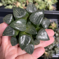 Rare Succulents - Haworthia Comptoniana x Correcta cv. Tsukikage (2&quot;-2.5&quot;)