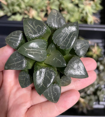 Rare Succulents - Haworthia Comptoniana x Correcta cv. Tsukikage (2"-2.5")