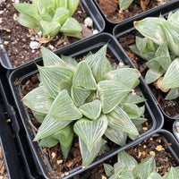 Rare Succulents - Haworthia King variegata (3.5&quot;)