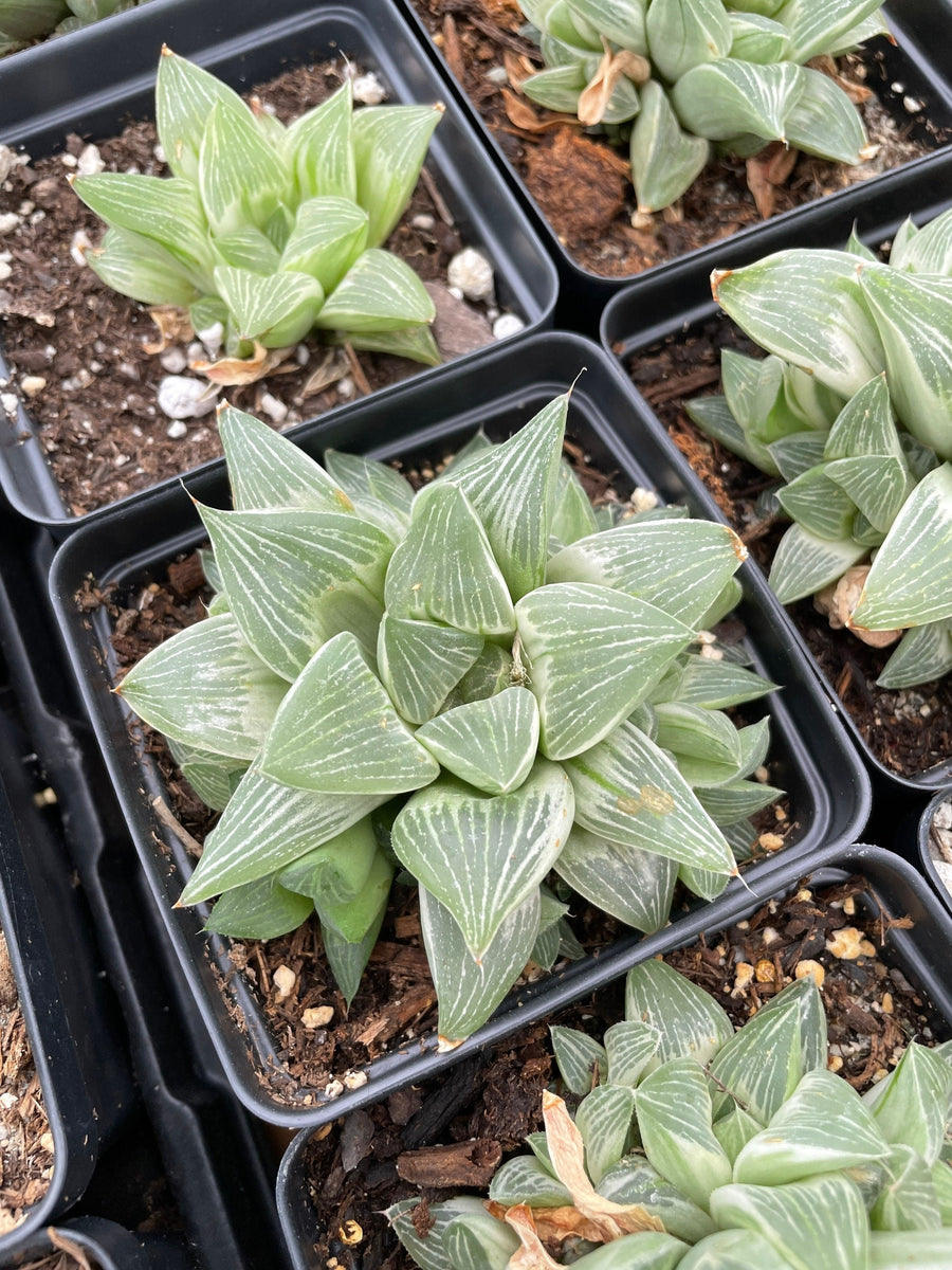 Rare Succulents - Haworthia King variegata (3.5")