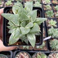 Rare Succulents - Haworthia King variegata (3.5&quot;)