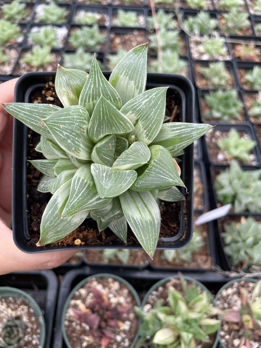 Rare Succulents - Haworthia King variegata (3.5")