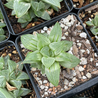 Rare Succulents - Haworthia King variegata (3.5&quot;)