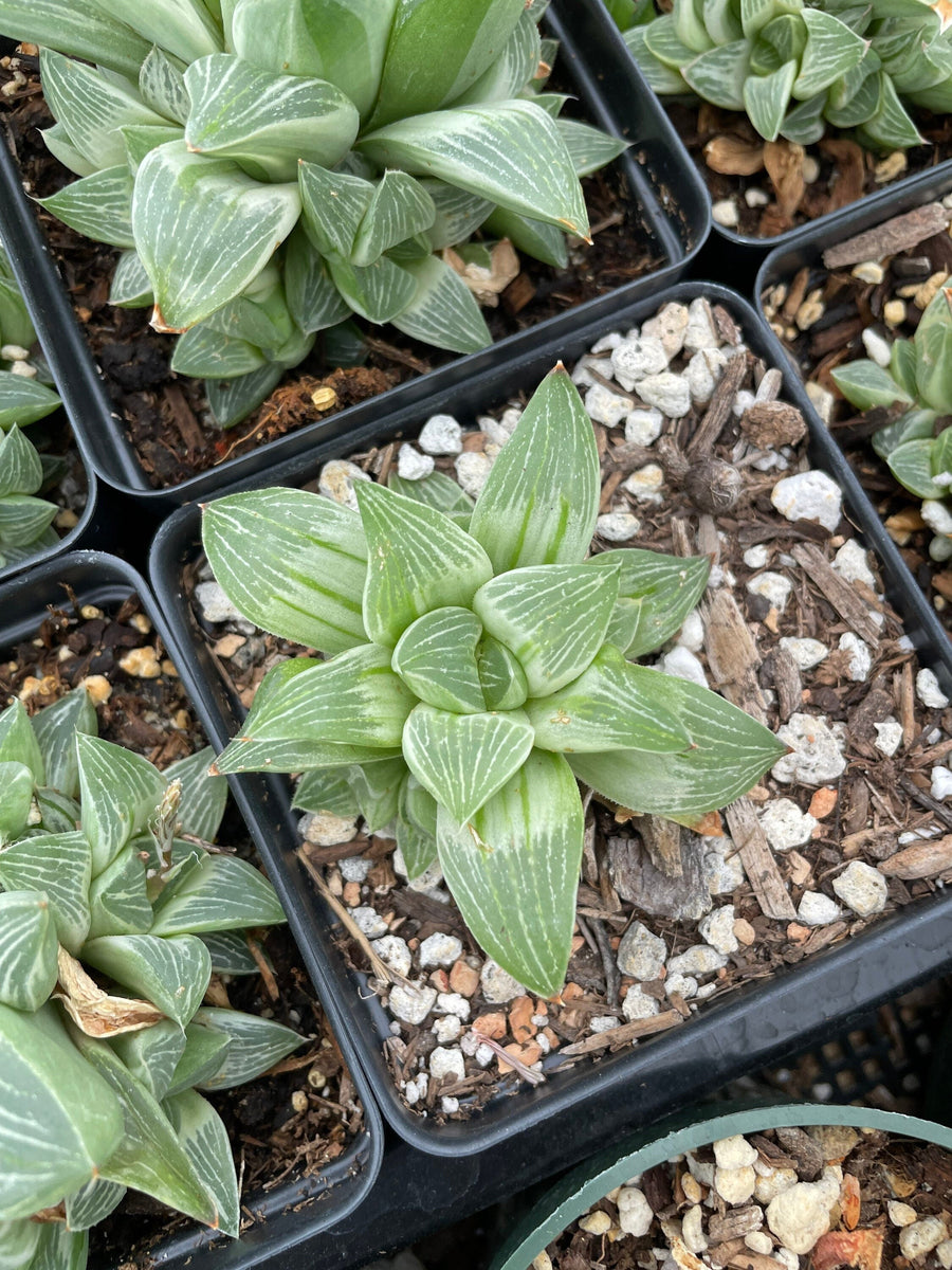 Rare Succulents - Haworthia King variegata (3.5")