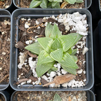 Rare Succulents - Haworthia King variegata (3.5&quot;)