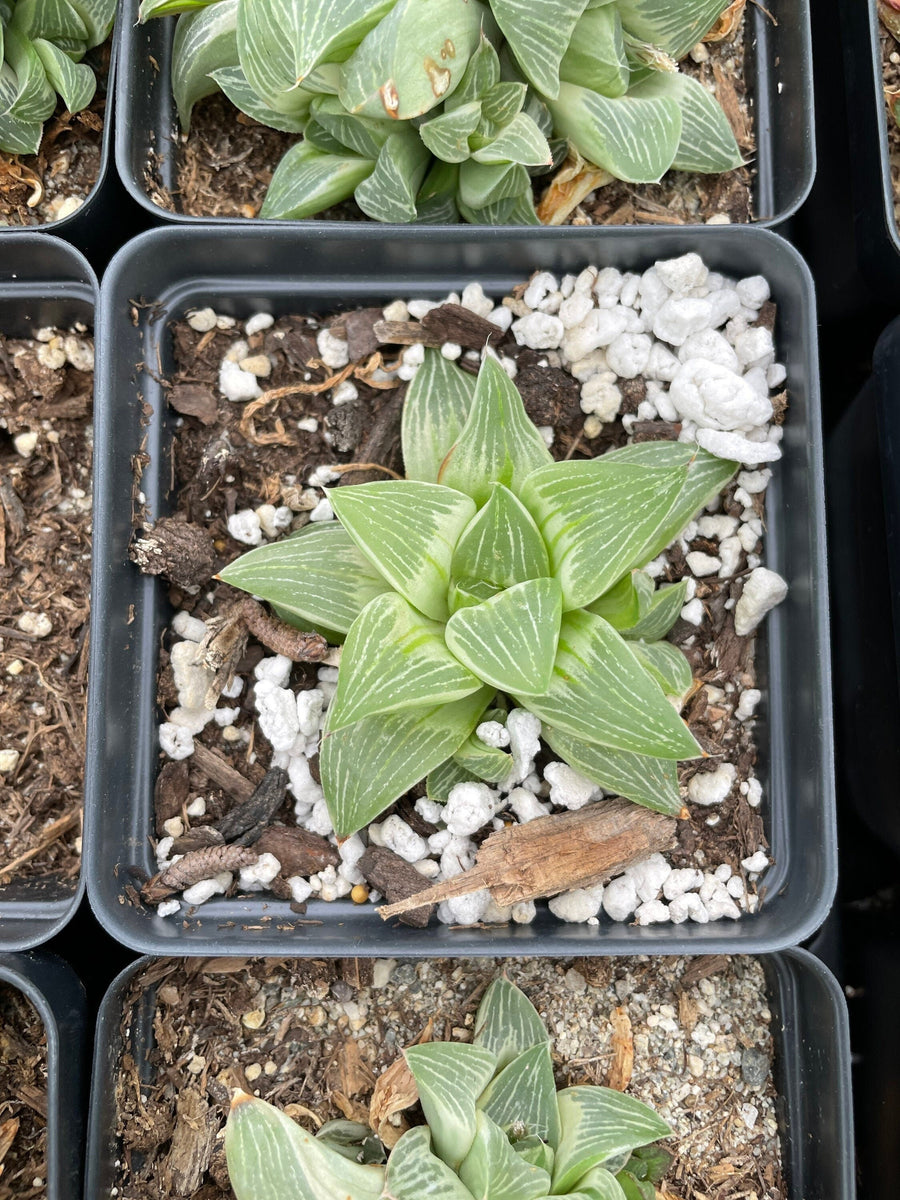 Rare Succulents - Haworthia King variegata (3.5")