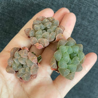 Rare Succulents - Haworthia Cooperi mini/1pc