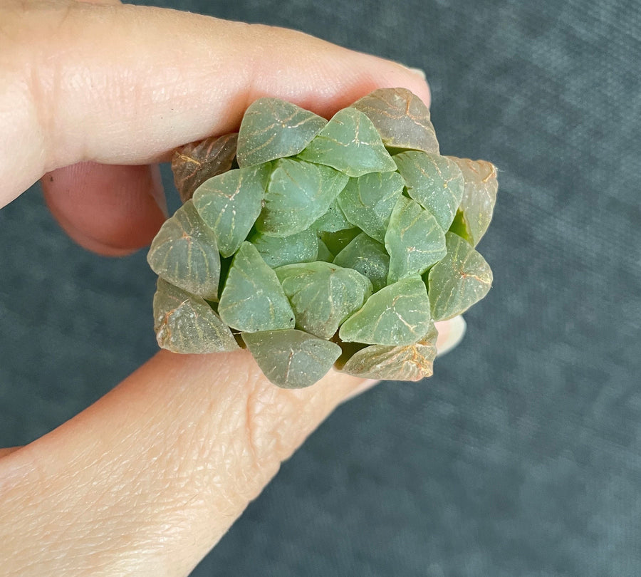 Rare Succulents - Haworthia Cooperi mini/1pc