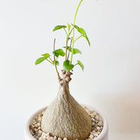 Rare Succulents - Gerrardanthus Macrorhizus