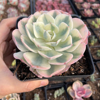 Rare Succulents - Echeveria Lenore Dean variegated (2.5”-3.5”)