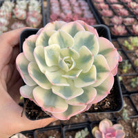 Rare Succulents - Echeveria Lenore Dean variegated (2.5”-3.5”)