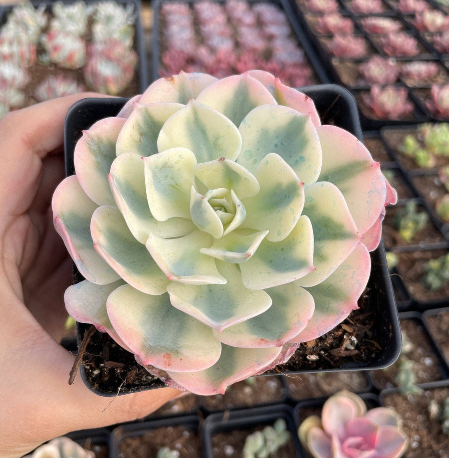 Rare Succulents - Echeveria Lenore Dean variegated (2.5”-3.5”)