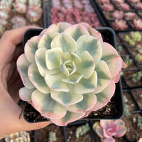 Rare Succulents - Echeveria Lenore Dean variegated (2.5”-3.5”)