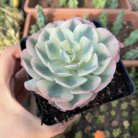 Rare Succulents - Echeveria Lenore Dean variegated (2.5”-3.5”)