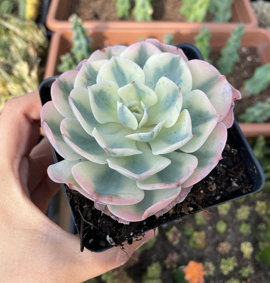 Rare Succulents - Echeveria Lenore Dean variegated (2.5”-3.5”)