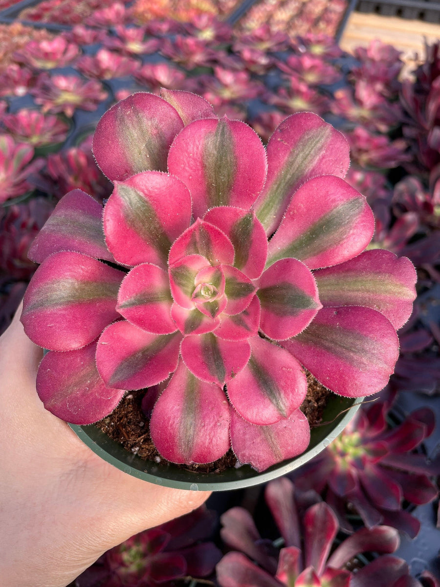 Rare Succulents - Aeonium Pink Witch