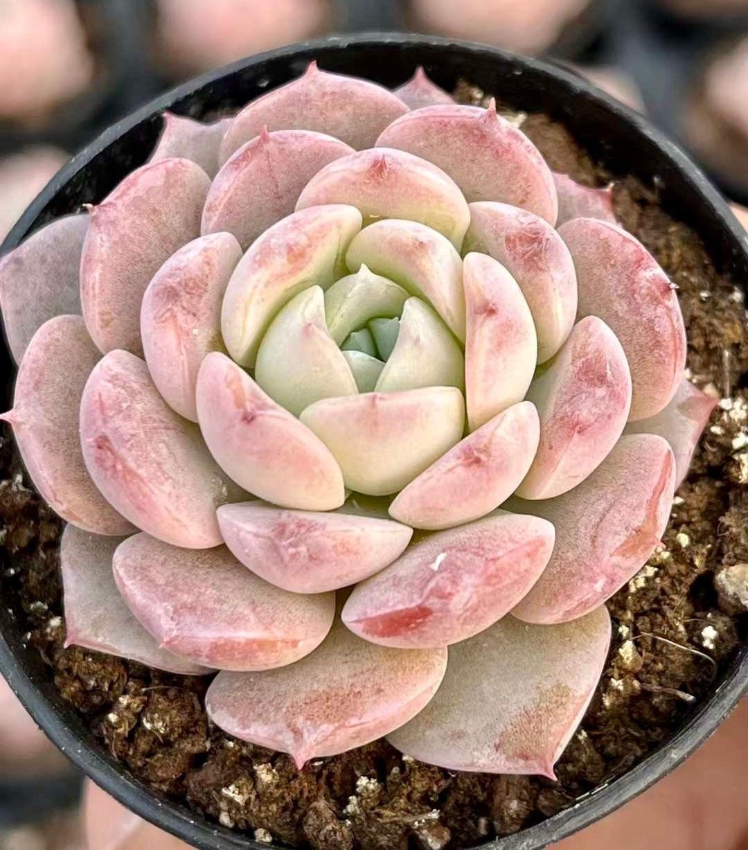 Rare Succulents - Echeveria Amazing Grace– 1am Succulents