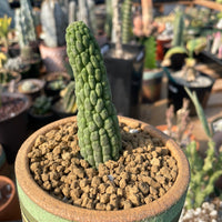 Rare Cactus - Larryleachia Cactiformis