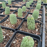 Rare Cactus - Larryleachia Cactiformis