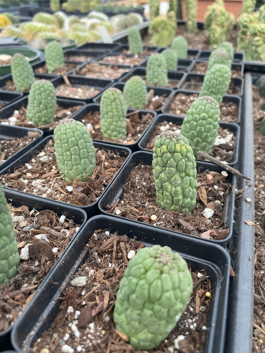 Rare Cactus - Larryleachia Cactiformis