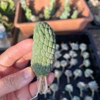 Rare Cactus - Larryleachia Cactiformis