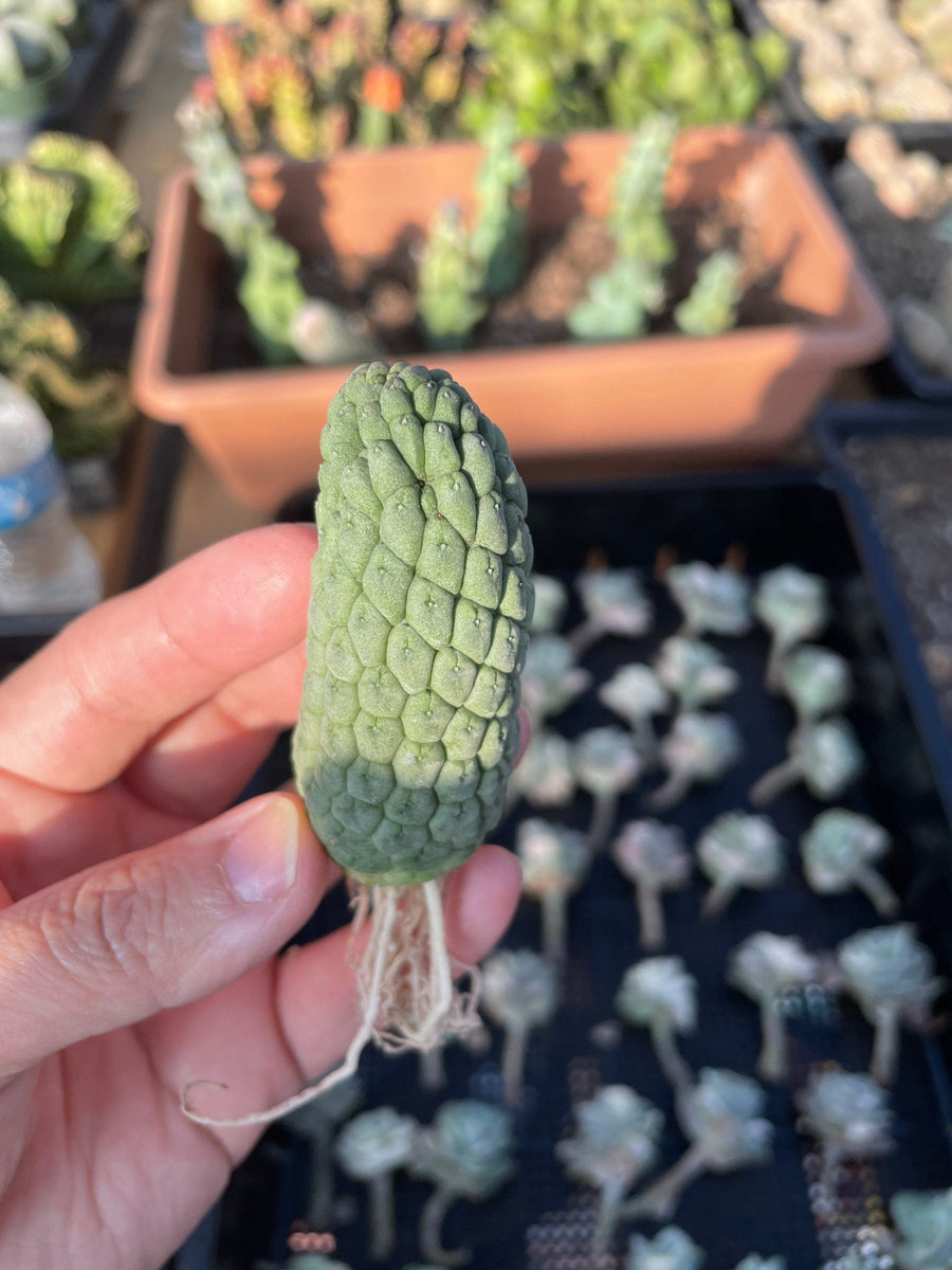 Rare Cactus - Larryleachia Cactiformis