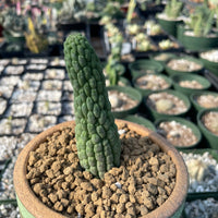 Rare Cactus - Larryleachia Cactiformis