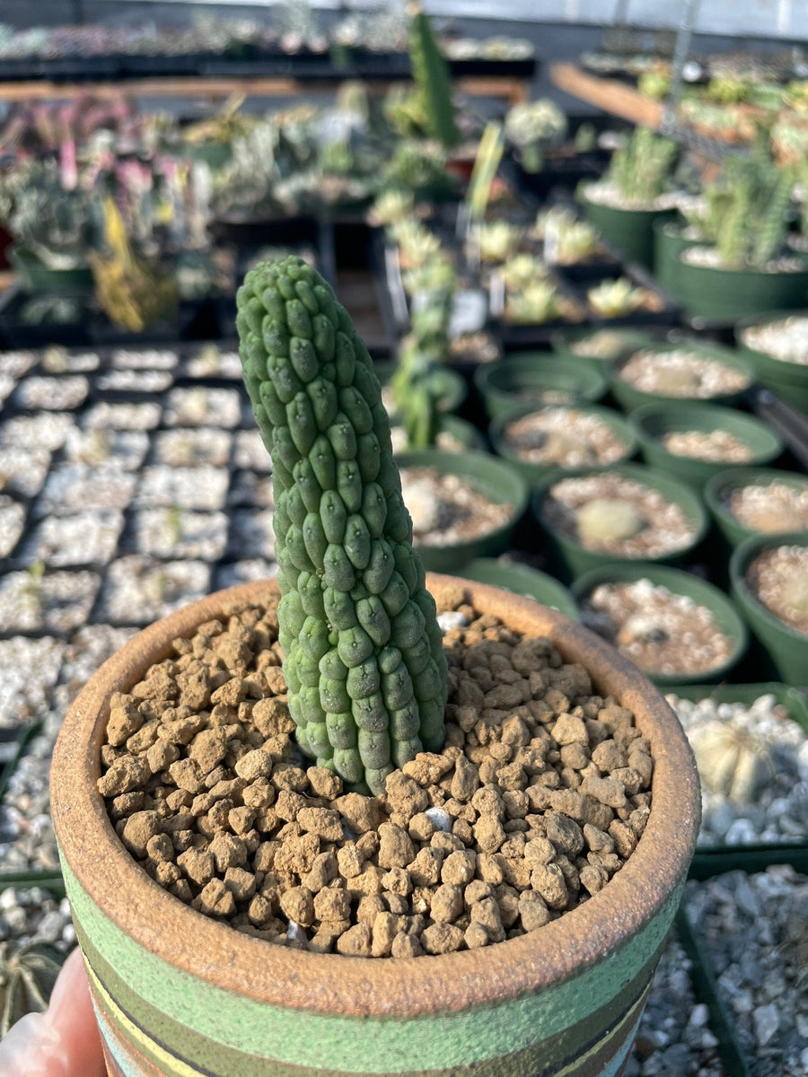 Rare Cactus - Larryleachia Cactiformis