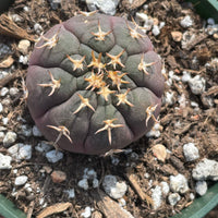 Rare Cactus - Gymnocalycium Spegzzinii v. unguispinum from seeds