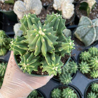 Rare Cactus - Ferocactus Glaucescens cluster