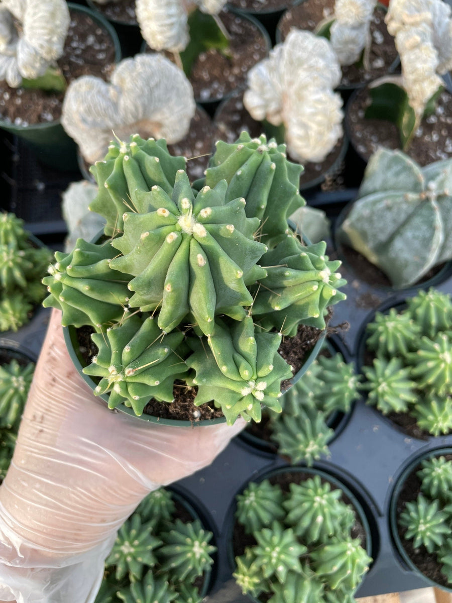 Rare Cactus - Ferocactus Glaucescens cluster