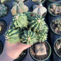 Rare Cactus - Ferocactus Glaucescens cluster