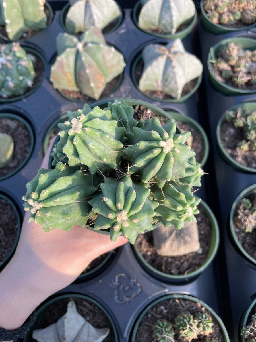 Rare Cactus - Ferocactus Glaucescens cluster