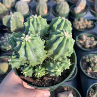 Rare Cactus - Ferocactus Glaucescens cluster