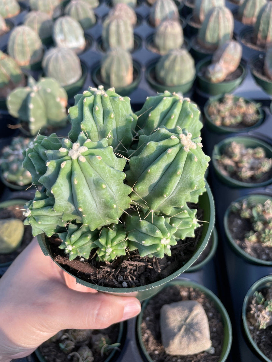 Rare Cactus - Ferocactus Glaucescens cluster