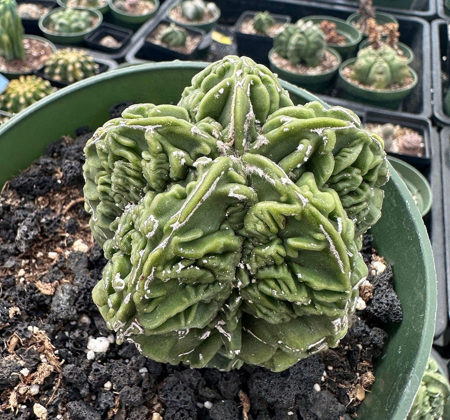 Rare Cactus - Astrophytum Myriostigma Fukuryu