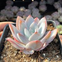 Rare Succulents - Echeveria White lotus