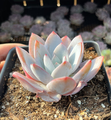 Rare Succulents - Echeveria White lotus